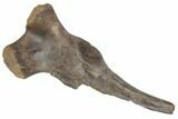 Partial Hadrosaur (Hypacrosaur) Ischium with Stand - Montana #192745-5